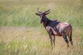 Tsessebe looking at the camera in Chobe. Royalty Free Stock Photo