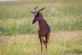 Tsessebe looking at the camera in Chobe. Royalty Free Stock Photo