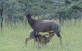 Tsessebe mother, Damaliscus lunatus lunatus, with calf suckling Royalty Free Stock Photo