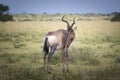 Tsessebe, topi or sassaby, Latin name: Damaliscus lunatus, is one of five subspecies of African antelope Damaliscus lunatus. Royalty Free Stock Photo