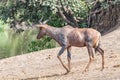 Tsessebe walking next to a river