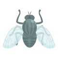Tsetse fly mosquito icon cartoon vector. Africa insect