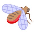 Tsetse housefly icon isometric vector. Fly insect