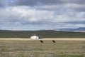 Tsetserleg Yurt Vulture Mongolia