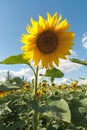 Tsetushchy field of a sunflower