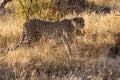 South Africa - Tshukudu Game Reserve - Cheetah Royalty Free Stock Photo