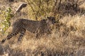 South Africa - Tshukudu Game Reserve - Cheetah Royalty Free Stock Photo