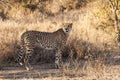 South Africa - Tshukudu Game Reserve - Cheetah Royalty Free Stock Photo