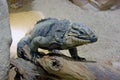 Tsiklura lizard iguana blue scaly Royalty Free Stock Photo