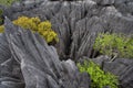 Tsingy de Bemaraha Royalty Free Stock Photo