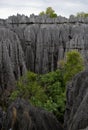 Tsingy de Bemaraha. Typical landscape. Madagascar. Royalty Free Stock Photo