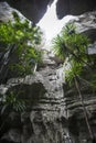 Tsingy de Bemaraha. Typical landscape with tree. Madagascar.