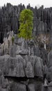 Tsingy de Bemaraha. Typical landscape with tree. Madagascar. Royalty Free Stock Photo