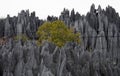 Tsingy de Bemaraha. Typical landscape with tree. Madagascar. Royalty Free Stock Photo