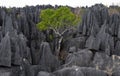 Tsingy de Bemaraha. Typical landscape with tree. Madagascar. Royalty Free Stock Photo
