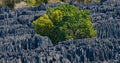 Tsingy de Bemaraha. Typical landscape with tree. Madagascar. Royalty Free Stock Photo