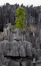 Tsingy de Bemaraha. Typical landscape with tree. Madagascar. Royalty Free Stock Photo