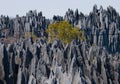 Tsingy de Bemaraha. Typical landscape with tree. Madagascar. Royalty Free Stock Photo