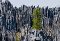Tsingy de Bemaraha. Typical landscape with tree. Madagascar. Royalty Free Stock Photo