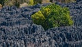 Tsingy de Bemaraha. Typical landscape with tree. Madagascar. Royalty Free Stock Photo