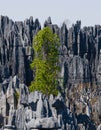 Tsingy de Bemaraha. Typical landscape with tree. Madagascar. Royalty Free Stock Photo