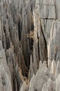 Tsingy Limestone Formations in Madagascar Royalty Free Stock Photo