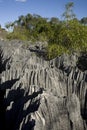 Tsingy National Park, Madagascar, Africa Royalty Free Stock Photo