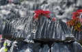 Tsingy. Plants with red leaves on the gray stones. Very unusual photo. Madagascar.