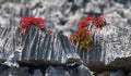 Tsingy. Plants with red leaves on the gray stones. Very unusual photo. Madagascar.