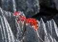 Tsingy. Plants with red leaves on the gray stones. Very unusual photo. Madagascar.