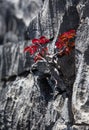 Tsingy. Plants with red leaves on the gray stones. Very unusual photo. Madagascar.