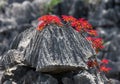 Tsingy. Plants with red leaves on the gray stones. Very unusual photo. Madagascar.