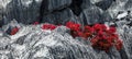 Tsingy. Plants with red leaves on the gray stones. Very unusual photo. Madagascar.