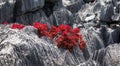 Tsingy. Plants with red leaves on the gray stones. Very unusual photo. Madagascar.