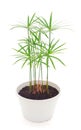 Tsiperus in a pot isolated Royalty Free Stock Photo