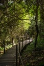 Tsitsikamma national park boardwalk forest path. South africa