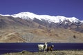Tsomoriri Lake,Leh-Ladakh