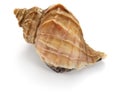 Tsubu gai, japanese whelk Royalty Free Stock Photo