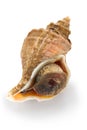 Tsubu gai, japanese whelk