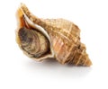 Tsubu gai, japanese whelk Royalty Free Stock Photo