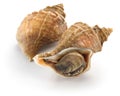 Tsubu gai, japanese whelk