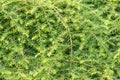 Tsuga canadensis also known as Canadian hemlock Royalty Free Stock Photo
