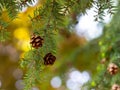 Tsuga canadensis - eastern hemlock, canadian hemlock tree with cones background Royalty Free Stock Photo