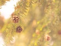 Tsuga canadensis - eastern hemlock, canadian hemlock tree with cones background Royalty Free Stock Photo