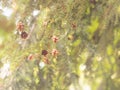 Tsuga canadensis - eastern hemlock, canadian hemlock tree with cones background Royalty Free Stock Photo