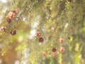 Tsuga canadensis - eastern hemlock, canadian hemlock tree with cones background Royalty Free Stock Photo