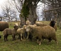Tsurcana/Zachel ewes and lambs Royalty Free Stock Photo
