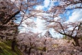 Tsuruga Castle (Aizu castle) surrounded by hundreds of sakura tr