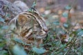 Tsushima Leopard Cat Royalty Free Stock Photo