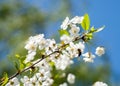 Tsvetok blue sky Royalty Free Stock Photo